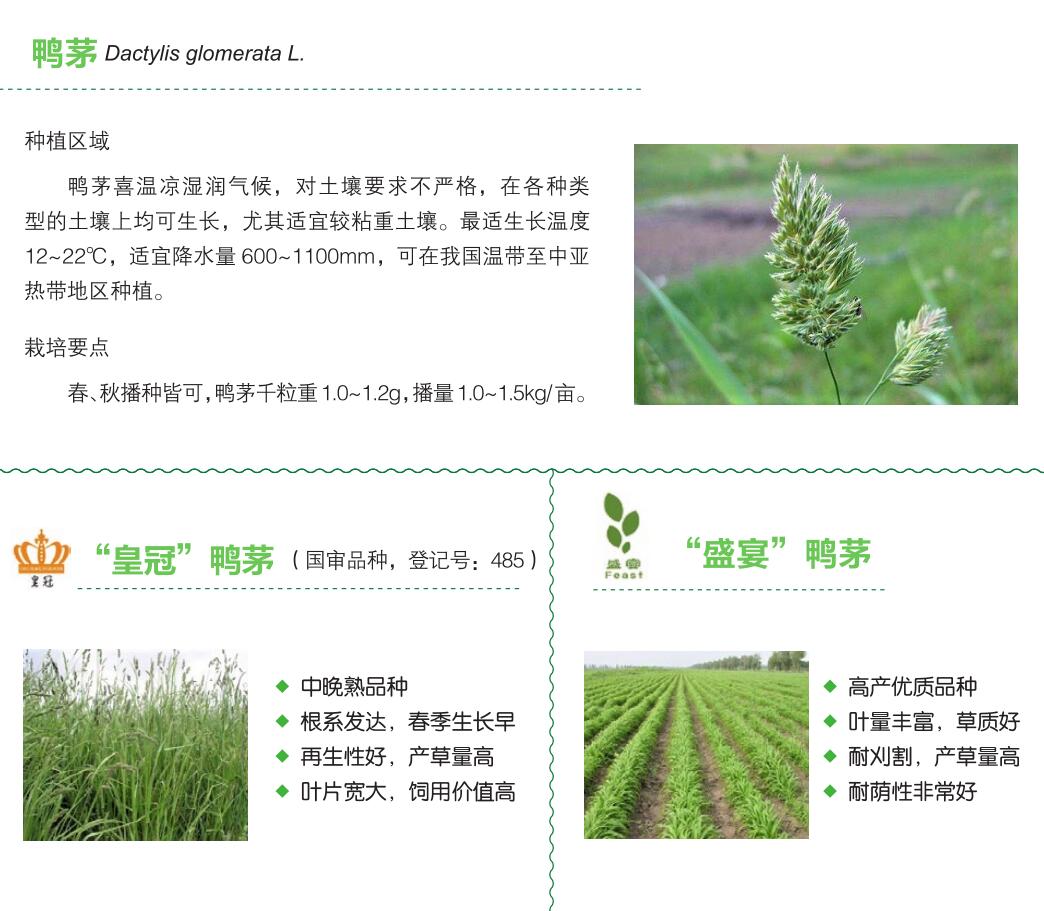 鴨茅.jpg