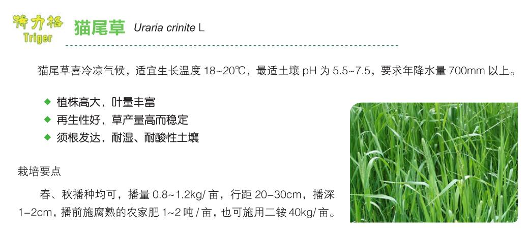 貓尾草.jpg