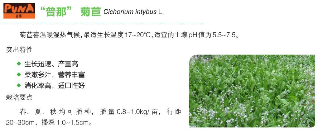菊苣.jpg