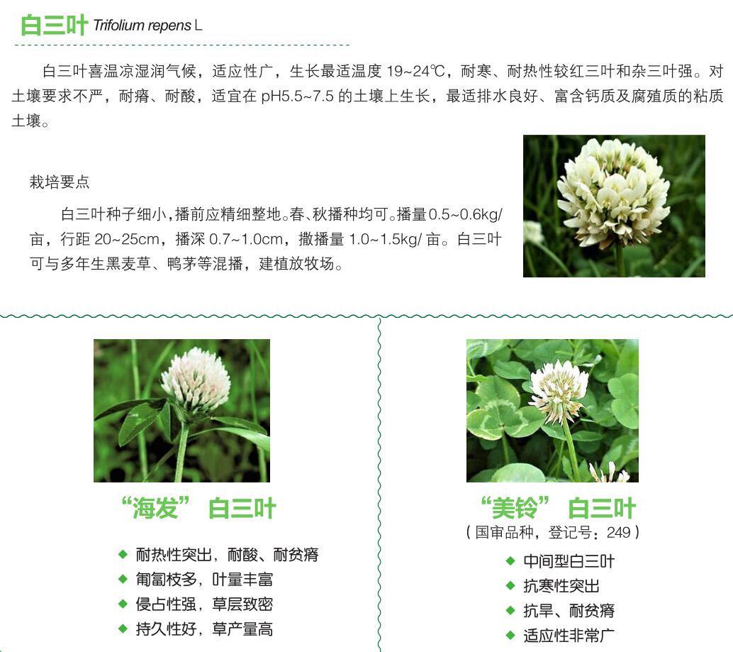 白三葉.jpg