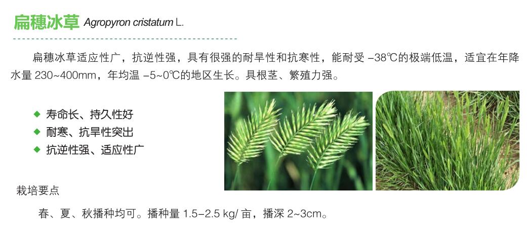 扁穗冰草.jpg