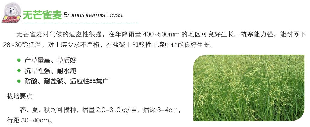 無(wú)芒雀麥.jpg