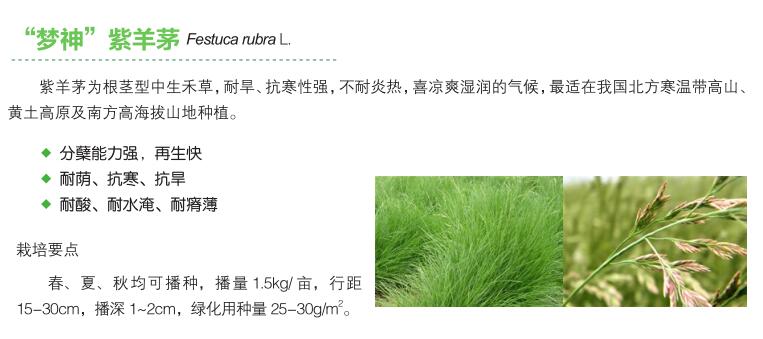 紫羊茅.jpg
