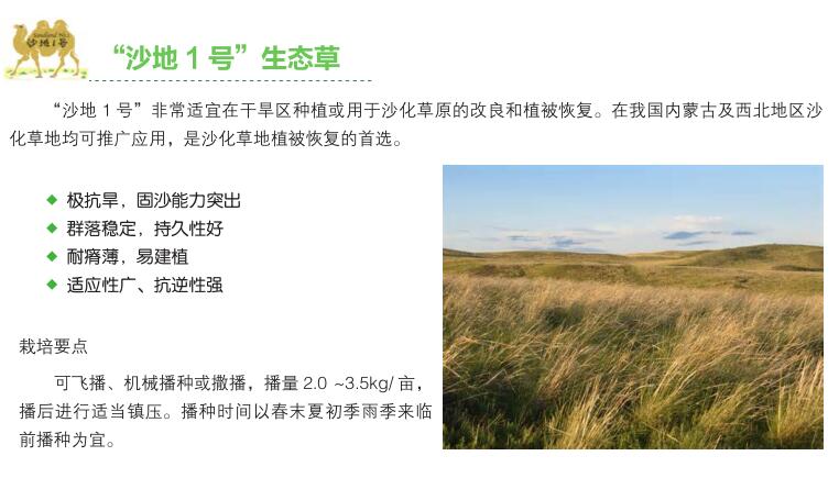 沙地1號(hào).jpg