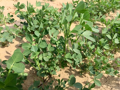 ”巨能551“在南宮種植效果 2019年3月底種植.jpg