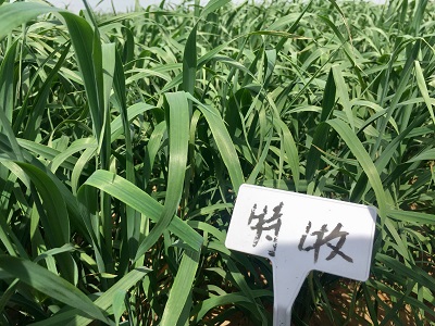 ”特牧“在威縣種植 2019年上旬.jpg