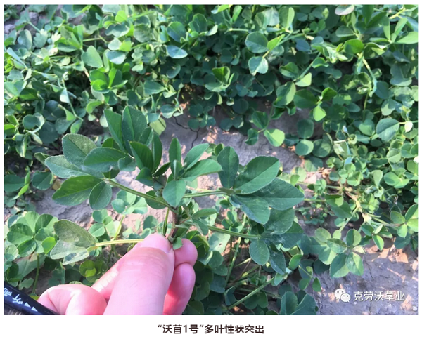 QQ截圖20190620135821.png