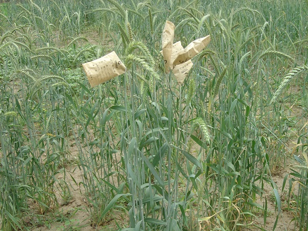 小黑麥繁育.JPG